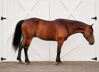 Frisones, Caballo castrado, 5 años, 155 cm, Castaño rojizo