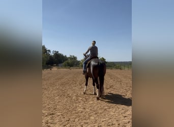 Frisones, Caballo castrado, 5 años, 155 cm, Negro