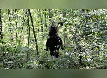Frisones Mestizo, Caballo castrado, 5 años, 155 cm, Negro
