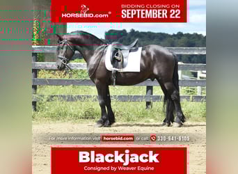 Frisones Mestizo, Caballo castrado, 5 años, 155 cm, Negro