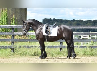 Frisones Mestizo, Caballo castrado, 5 años, 155 cm, Negro