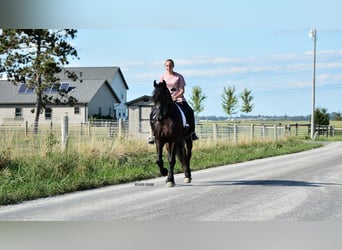 Frisones Mestizo, Caballo castrado, 5 años, 155 cm, Negro