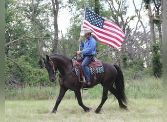 Frisones Mestizo, Caballo castrado, 5 años, 155 cm, Negro