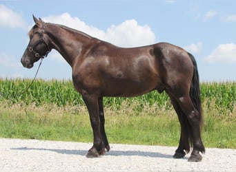 Frisones Mestizo, Caballo castrado, 5 años, 155 cm, Negro