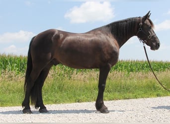 Frisones Mestizo, Caballo castrado, 5 años, 155 cm, Negro