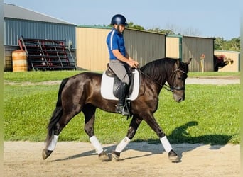 Frisones Mestizo, Caballo castrado, 5 años, 155 cm, Negro