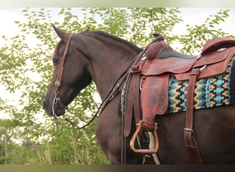 Frisones Mestizo, Caballo castrado, 5 años, 155 cm, Negro