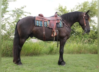 Frisones Mestizo, Caballo castrado, 5 años, 155 cm, Negro