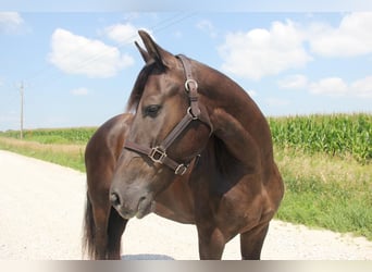 Frisones Mestizo, Caballo castrado, 5 años, 155 cm, Negro