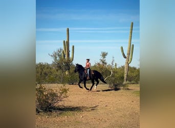 Frisones, Caballo castrado, 5 años, 155 cm, Negro