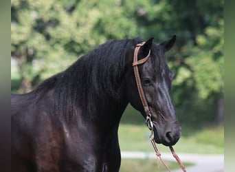 Frisones, Caballo castrado, 5 años, 155 cm, Negro