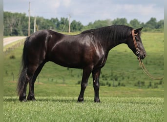 Frisones, Caballo castrado, 5 años, 155 cm, Negro