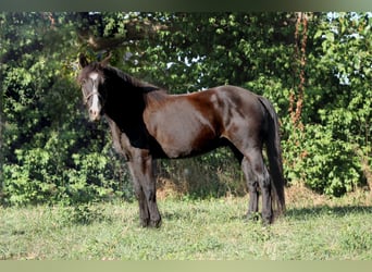 Frisones, Caballo castrado, 5 años, 155 cm, Negro
