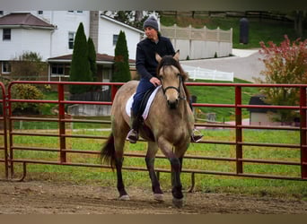 Frisones Mestizo, Caballo castrado, 5 años, 157 cm, Buckskin/Bayo