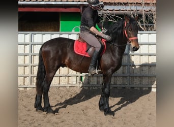 Frisones Mestizo, Caballo castrado, 5 años, 157 cm, Morcillo