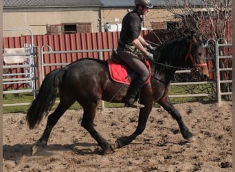 Frisones Mestizo, Caballo castrado, 5 años, 157 cm, Morcillo