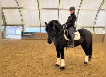 Frisones, Caballo castrado, 5 años, 157 cm, Negro