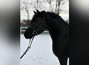 Frisones, Caballo castrado, 5 años, 157 cm, Negro