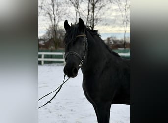 Frisones, Caballo castrado, 5 años, 157 cm, Negro