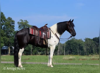 Frisones Mestizo, Caballo castrado, 5 años, 157 cm, Negro