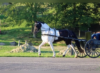 Frisones Mestizo, Caballo castrado, 5 años, 157 cm, Negro