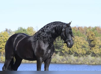 Frisones, Caballo castrado, 5 años, 157 cm, Negro