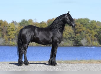 Frisones, Caballo castrado, 5 años, 157 cm, Negro