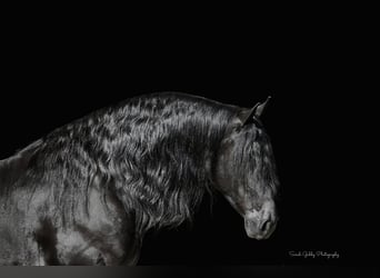 Frisones, Caballo castrado, 5 años, 157 cm, Negro