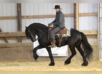 Frisones, Caballo castrado, 5 años, 157 cm, Negro