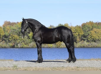 Frisones, Caballo castrado, 5 años, 157 cm, Negro