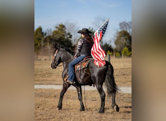 Frisones Mestizo, Caballo castrado, 5 años, 157 cm, Negro