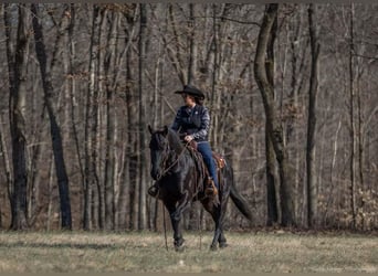 Frisones Mestizo, Caballo castrado, 5 años, 157 cm, Negro