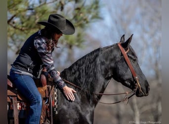 Frisones Mestizo, Caballo castrado, 5 años, 157 cm, Negro