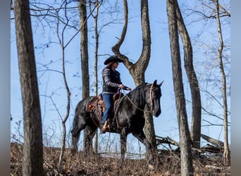 Frisones Mestizo, Caballo castrado, 5 años, 157 cm, Negro