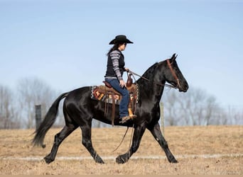 Frisones Mestizo, Caballo castrado, 5 años, 157 cm, Negro