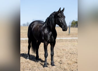 Frisones Mestizo, Caballo castrado, 5 años, 157 cm, Negro