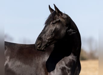 Frisones Mestizo, Caballo castrado, 5 años, 157 cm, Negro