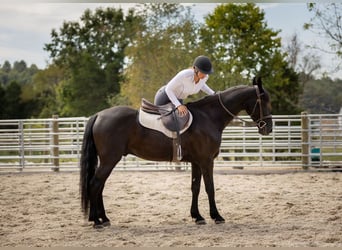 Frisones Mestizo, Caballo castrado, 5 años, 157 cm, Negro