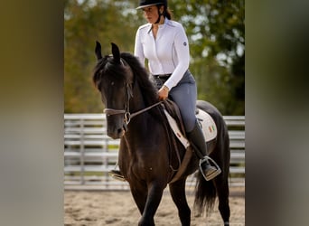 Frisones Mestizo, Caballo castrado, 5 años, 157 cm, Negro