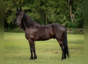 Frisones Mestizo, Caballo castrado, 5 años, 157 cm, Negro