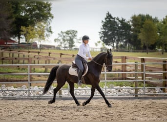 Frisones Mestizo, Caballo castrado, 5 años, 157 cm, Negro