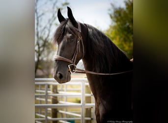 Frisones Mestizo, Caballo castrado, 5 años, 157 cm, Negro