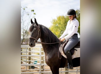 Frisones Mestizo, Caballo castrado, 5 años, 157 cm, Negro