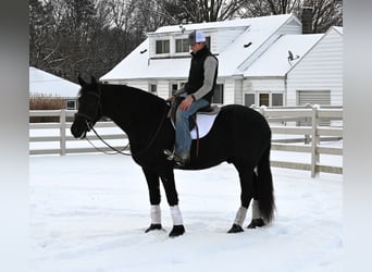 Frisones Mestizo, Caballo castrado, 5 años, 157 cm, Negro