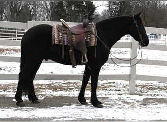 Frisones Mestizo, Caballo castrado, 5 años, 157 cm, Negro