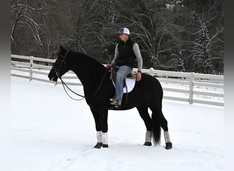 Frisones Mestizo, Caballo castrado, 5 años, 157 cm, Negro