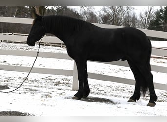 Frisones Mestizo, Caballo castrado, 5 años, 157 cm, Negro