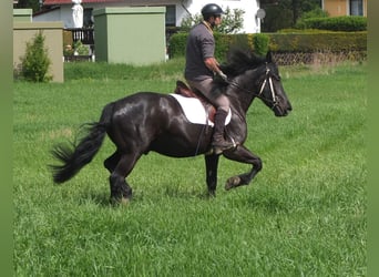 Frisones Mestizo, Caballo castrado, 5 años, 158 cm, Negro