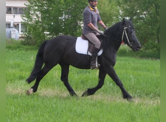 Frisones Mestizo, Caballo castrado, 5 años, 158 cm, Negro