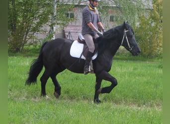 Frisones Mestizo, Caballo castrado, 5 años, 158 cm, Negro